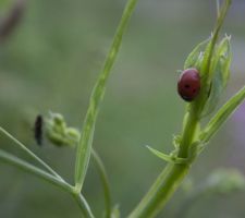 Coccinelle