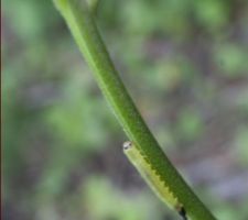 Chenille sur fourgères