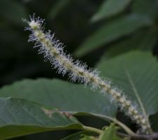 Fleurs sur chataignier