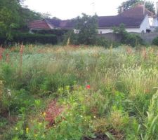 Le terrain en friche avant le terrassement. Il va falloir nettoyer.
