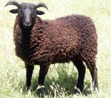 Stitch, ma "tondeuse bio", un mouton d'Ouessant mâle