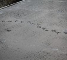 Dalle RDC coulée - traces d'oiseau