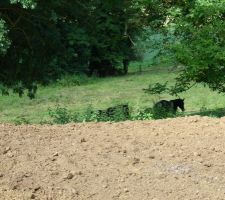 Pendant ce temps là les chevaux gambadent !!