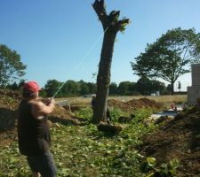 Chêne sur le terrain