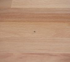 Vitrification du plan de travail de la cuisine : Un moucheron est venu se suicider sur le revêtement qui vient d'être posé.