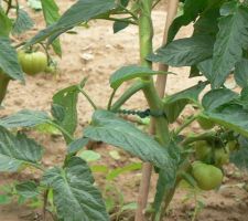 Bientôt des tomates...