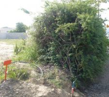 Grande haie cot&eacute; rue &agrave; arracher pour chemin d'acc&egrave;s