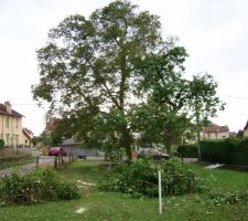 Premiers arbres tombés