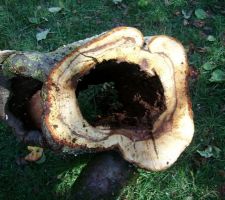 Tronc pourri du pommier tordu