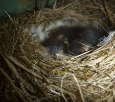 Naissance des Rougequeues.
