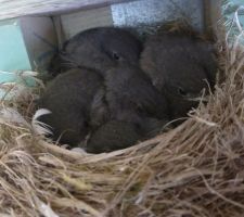 Oiseaux Rougequeues