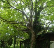 Noyer qui va subir un petit &eacute;lagage