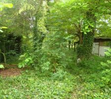 Vue du jardin avec le chene et le garage