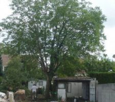 Partie de la maison d&eacute;molie et abbatage du chene