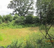 Au fond un de nos vieux chêne