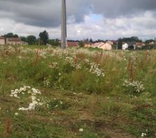 Le terrain que nous avons choisi à Laquenexy (57)
