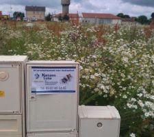 Le terrain que nous avons choisi à Laquenexy (57).
Un joli terrain plein de pâquerette !