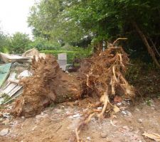 Les souches du pin et du chene
