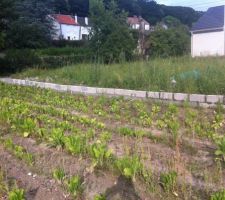 Du coup j'ai commencé mon muret pour la cloture, car je ne peux plus attendre. il faut qu'une partie du jardin soit cloturer pour la 15 aout a cause de notre chien