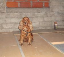 Mon deuxième chien qui nous aide ...