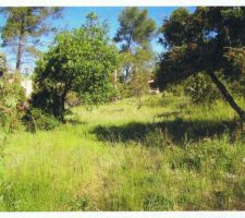 Notre terrain verdoyant attendant notre maison du bonheur.