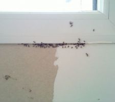 Quelques intrus se préparaient pour leur vol nuptial...
Cela suggère qu'une fourmilière s'est installée dans la laine de verre ! :-(
Quand l'enduit de façade sera fait on devrait être plus tranquilles.