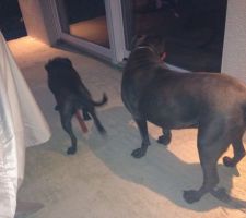 Une nouvelle copine pour dolce