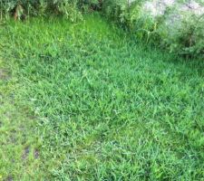 Mauvaise herbe dans le coin supérieur du terrain