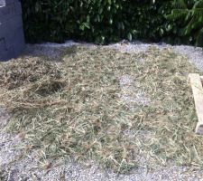 Mauvaise herbe récoltées pendant 1 journée !!