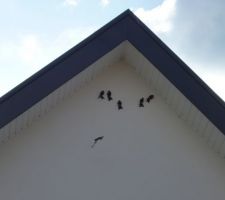 Hirondelles sur pignon