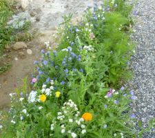 Bordure de fleurs de prairie en fleur actuellement