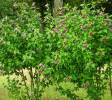 Hibiscus Althéa