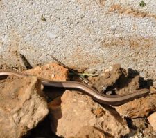 Visiteur du jardin...