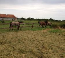 Les pom-poms girls sont venues encourager mon homme !