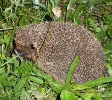 Un petit visiteur sur notre terrain cette nuit