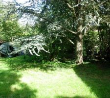 Le sapin est dans la salle &agrave; manger mais qu'es-ce qu'il fait l&agrave;?