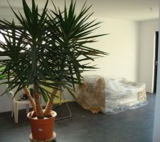 Mon yucca geant! 1ere plante verte de la maison et un bout de notre canape (meridienne)