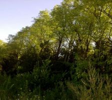 Notre terrain au beau matin d'&eacute;t&eacute;