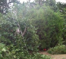 D&eacute;brousaillage du terrain