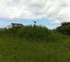 La terre des fondations déjà recouverte de verdure