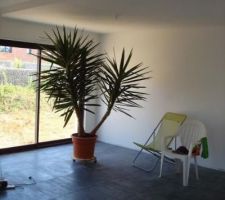 Ma 1ere plante verte de la maison. Un yucca geant achete a un super prix!