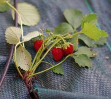 Fraises Mara des Bois !