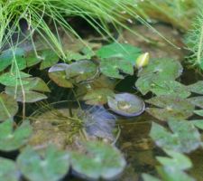 Nénuphar dans le bassin du bas, fleur fermée...