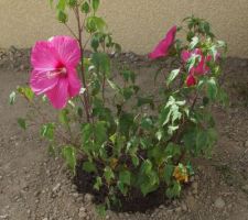 Plantation de notre premier hibiscus