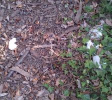 Défection et papier dans le jardin