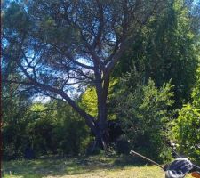 Notre beau pin parasol