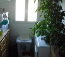 La buanderie : mon Ficus y a trouvé sa place