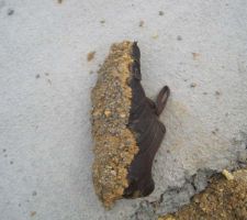 Argile tr&egrave;s collante apr&egrave;s les pluies incessantes..