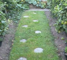 Chemin de passage dans le verger avant la pose des arrêts-pelouse