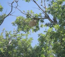 Des habitants plus que coriaces!!!Un nid de frelons asiatiques